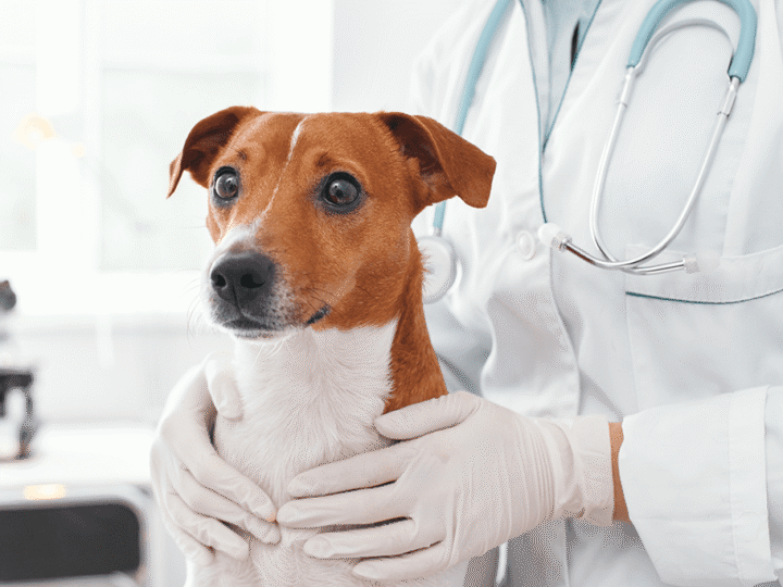 le lupus chez le chien