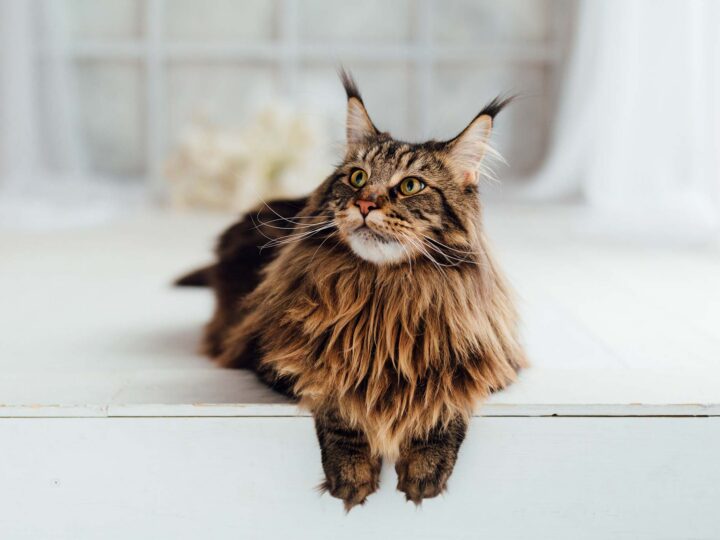 le maine coon