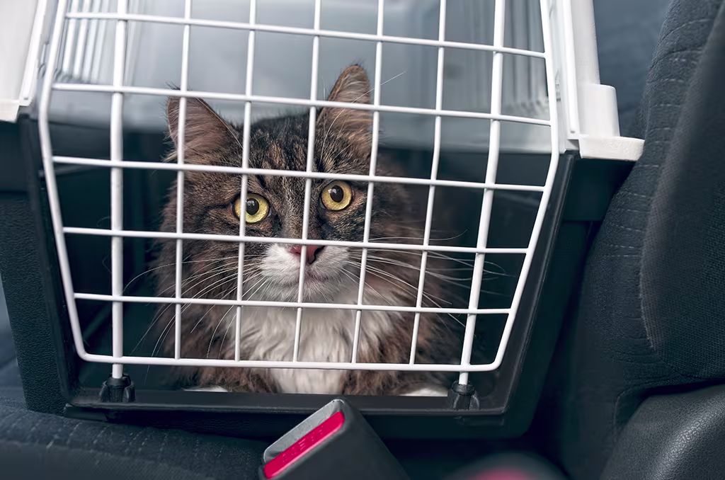 le mal des transports chez le chat