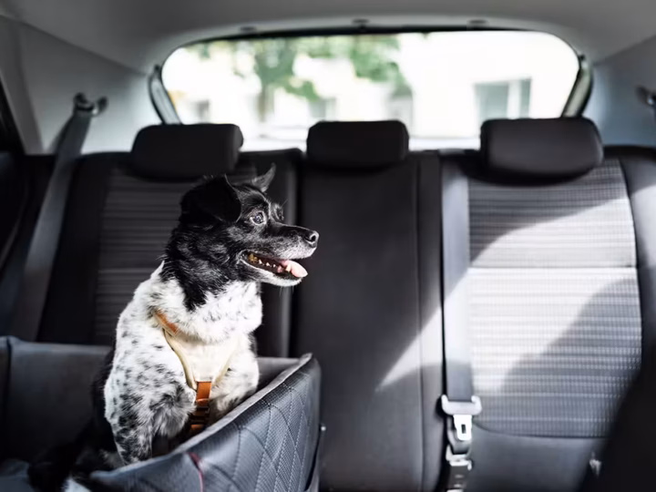 le mal des transports chez le chien
