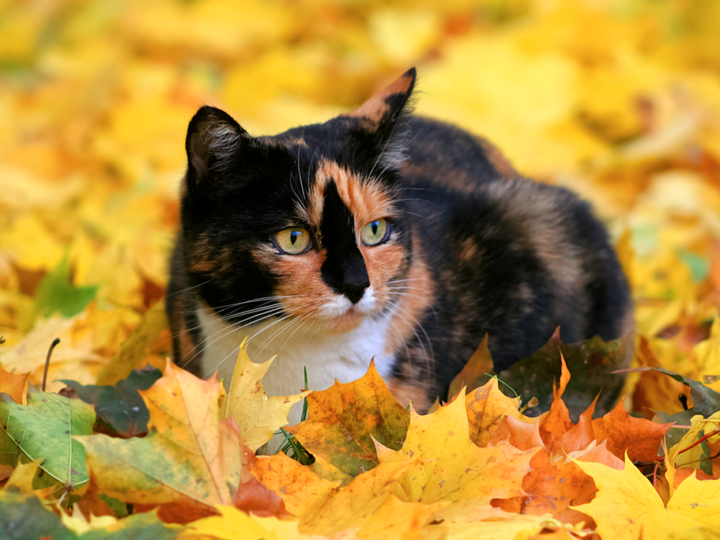 Les maladies de l'automne chez le chat