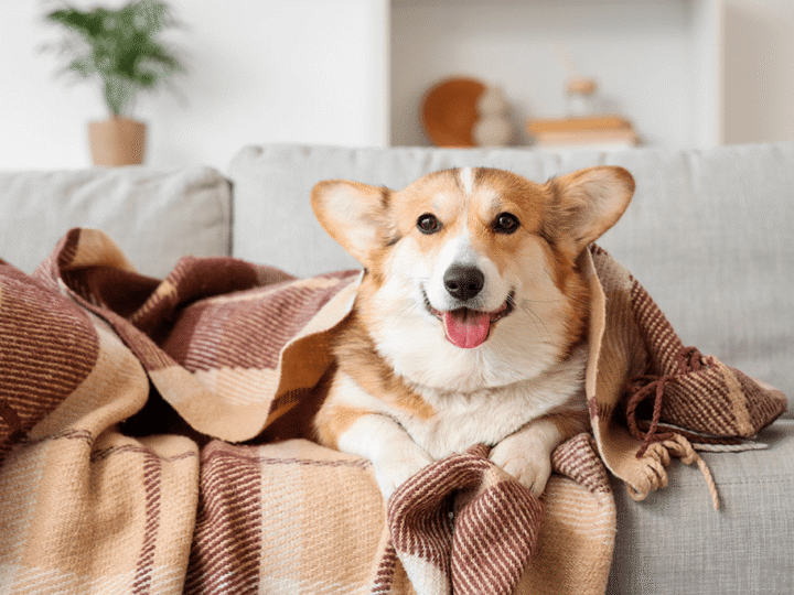 les maladies de l'automne chez le chien