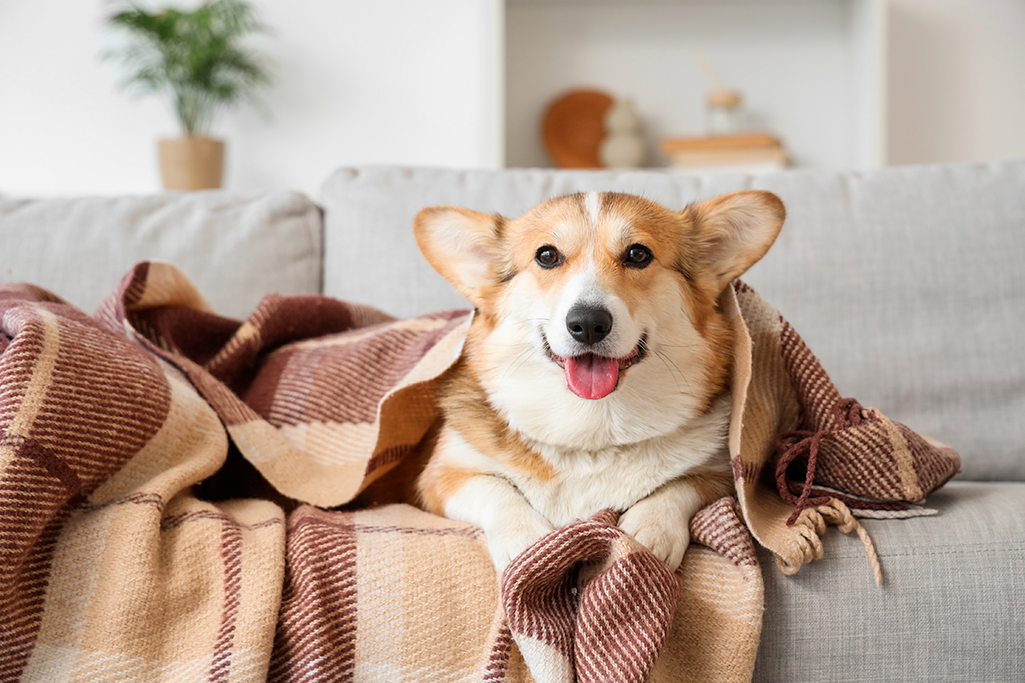 les maladies de l'automne chez le chien