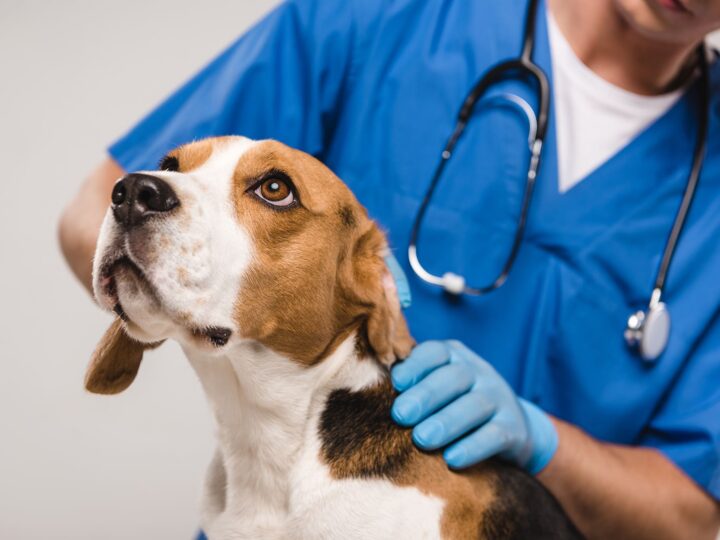 La maladie de Carré chez le chien
