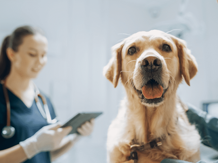 la maladie de von willebrand chez le chien