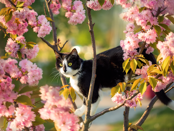 les maladies du printemps chez le chat