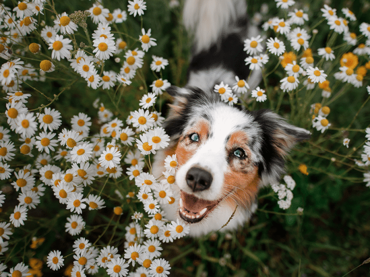 les maladies du printemps chez le chien
