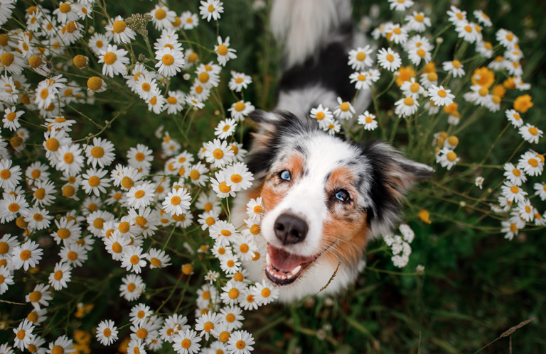 les maladies du printemps chez le chien