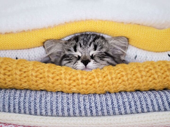 les maladies de l'hiver chez le chat