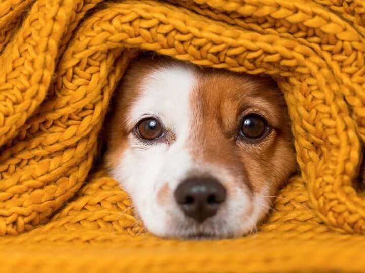 maladie de l'hiver chez le chien