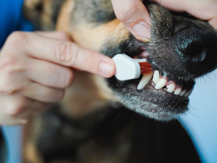 la maladie parodontale chez le chien
