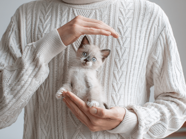 les maladies les plus fréquentes chez le chaton