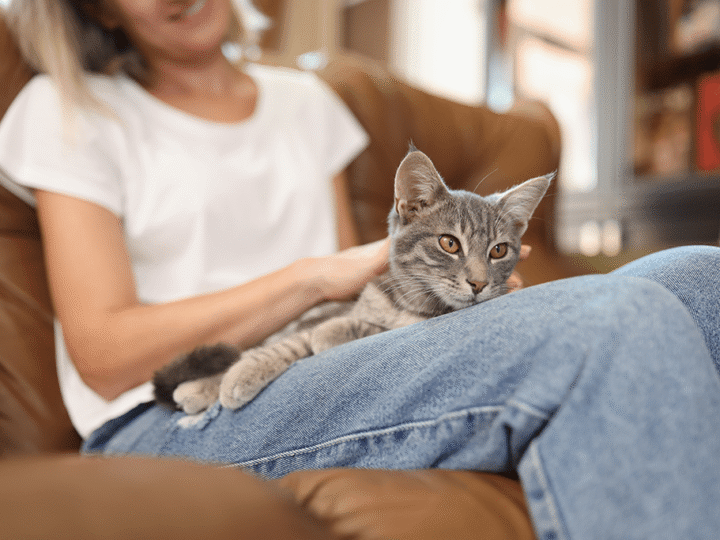 les maladies du chat les plus fréquentes