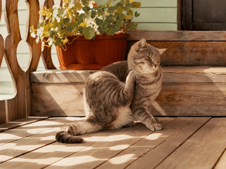 les maladies de l'été chez le chat