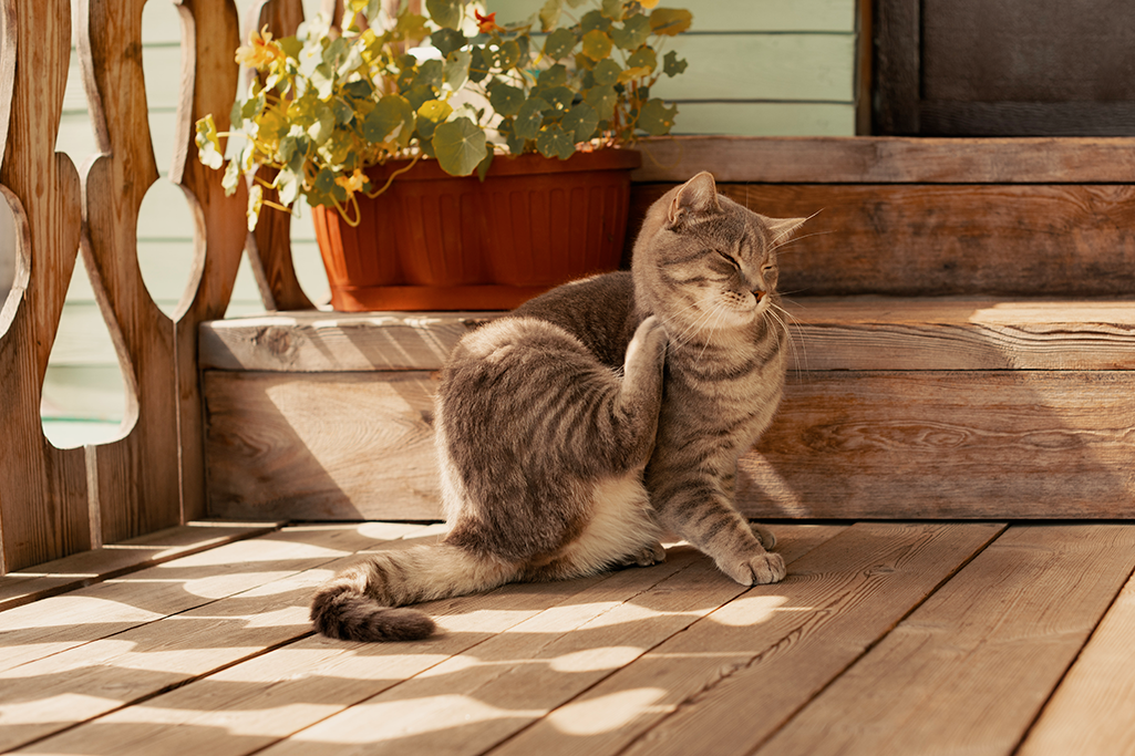 les maladies de l'été chez le chat