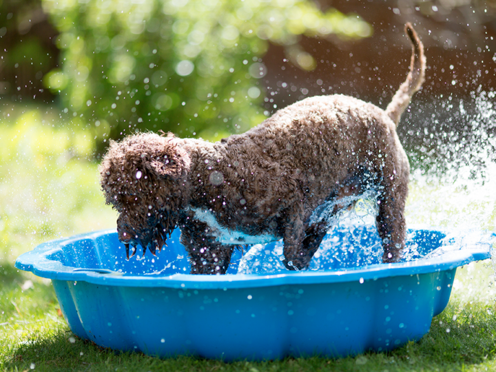 les maladies de l'été chez le chien