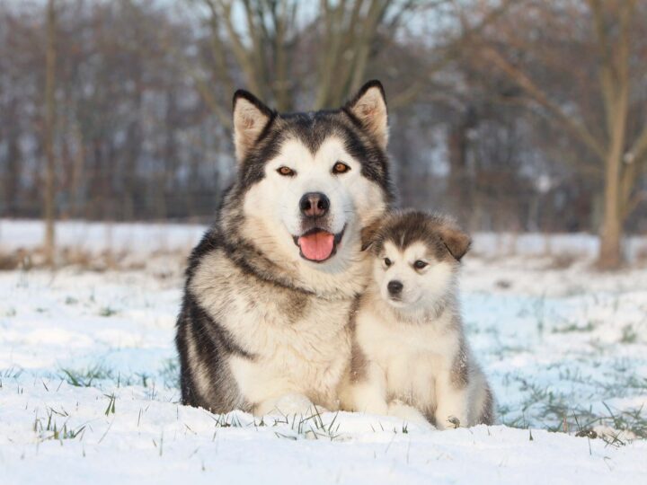 chien malamute d'alaska