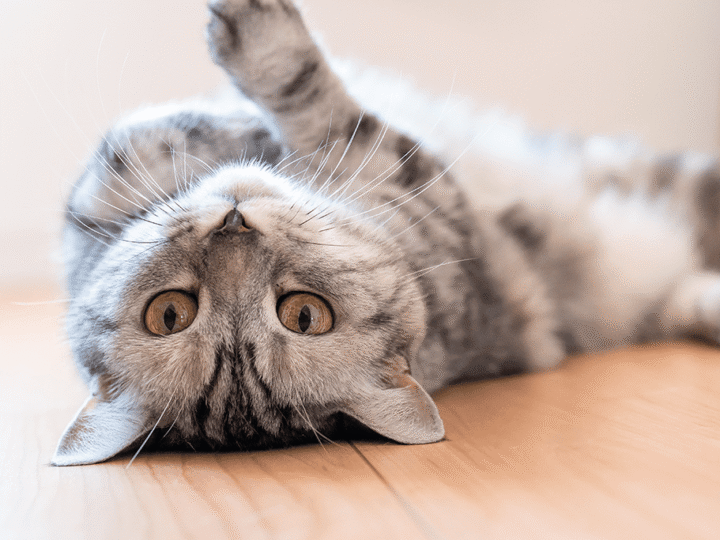 la mammite chez le chat