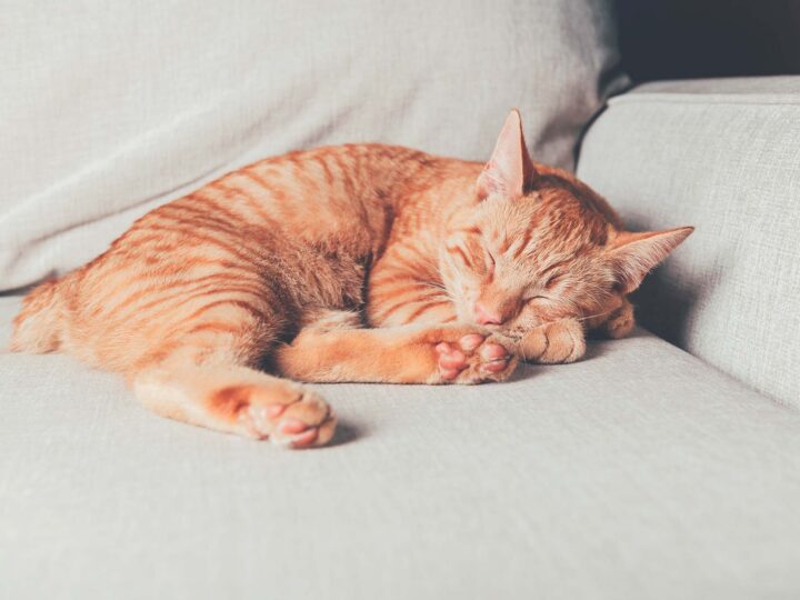 un chat manx