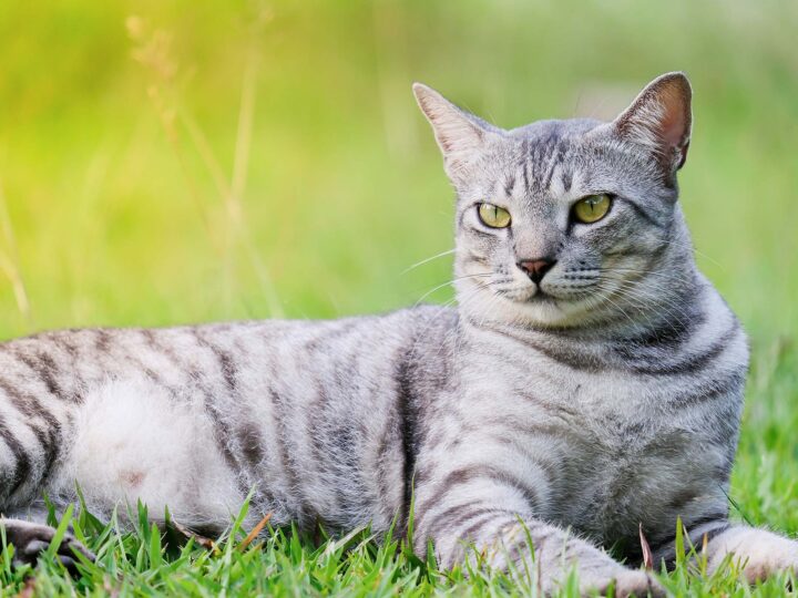 un chat mau égyptien