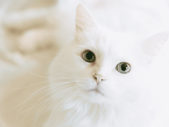 la ménopause chez la chatte