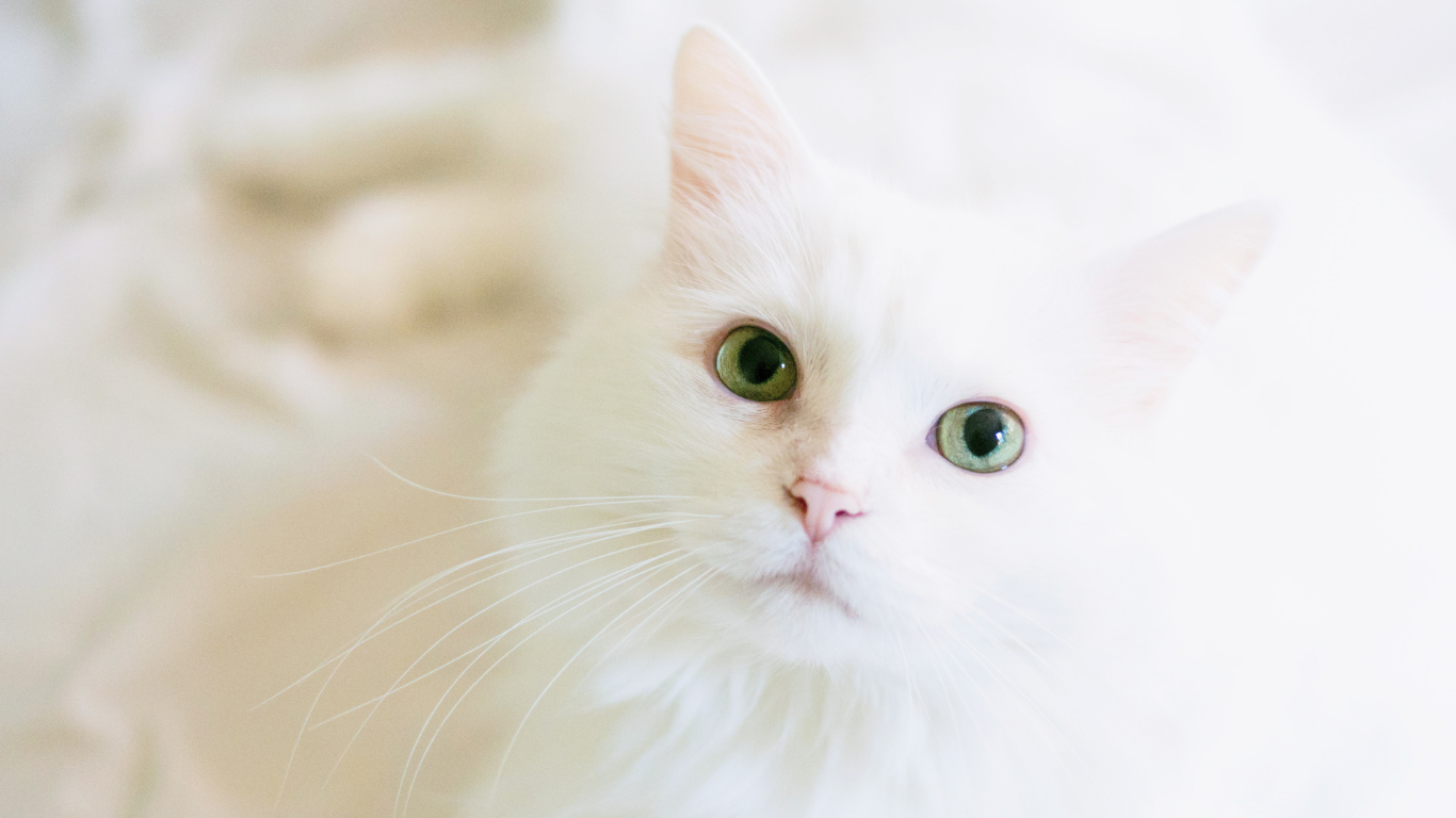 la ménopause chez la chatte