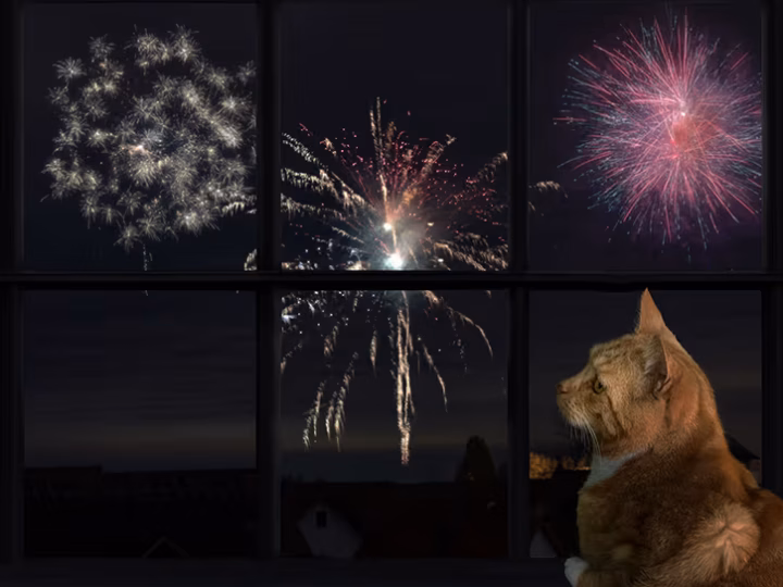 mon chat a peur des feux d'artifice