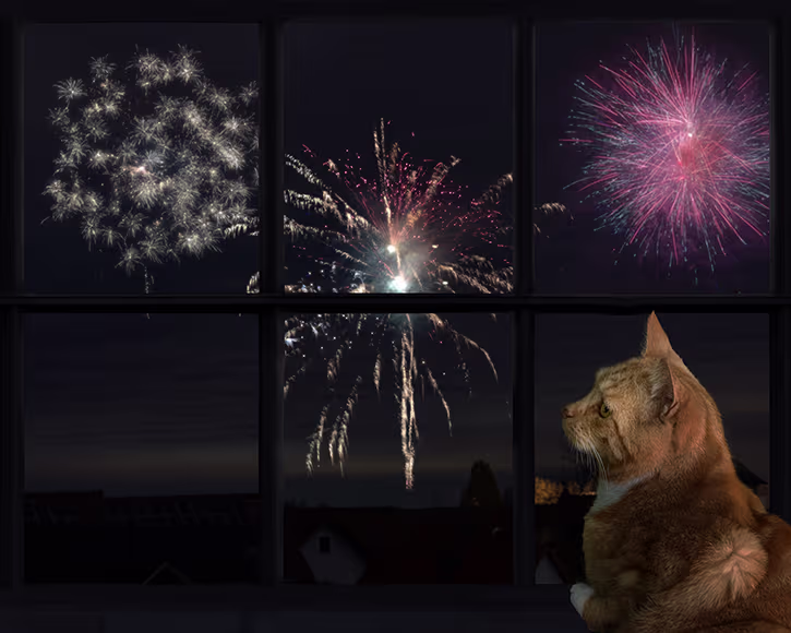 mon chat a peur des feux d'artifice