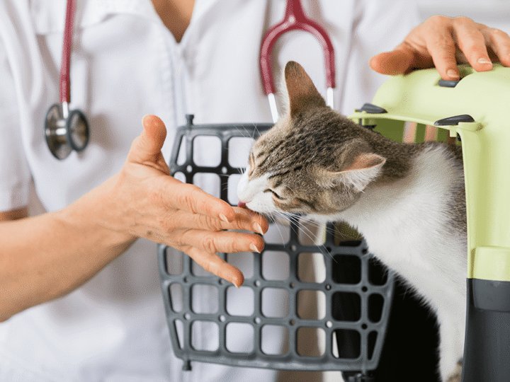 mon chat a peur du vétérinaire