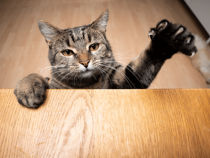 mon chat m'a griffé