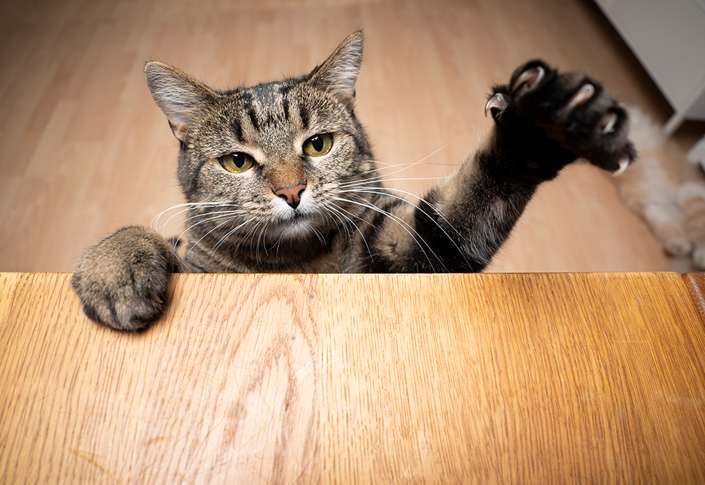 mon chat m'a griffé