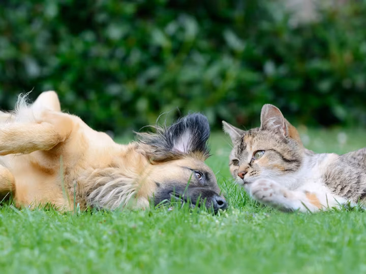 mon chat souffle sur mon chien