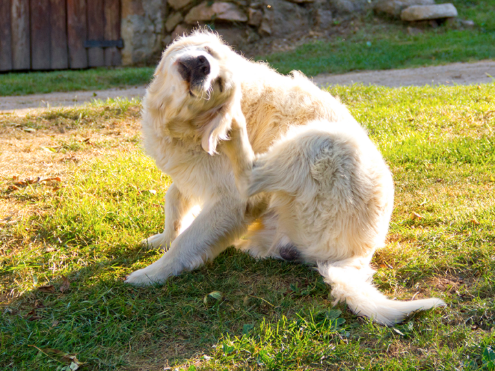 mon chien a des puces