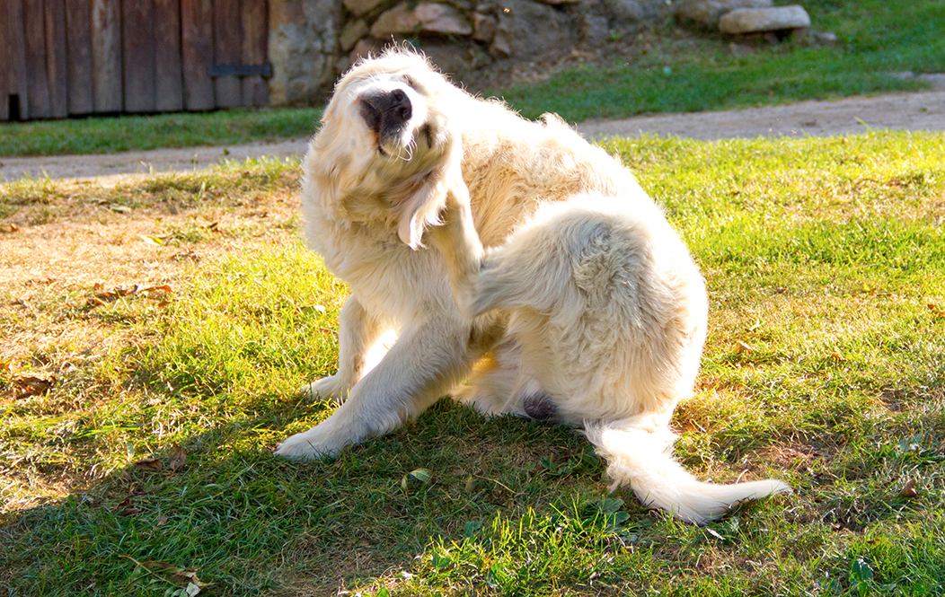 mon chien a des puces