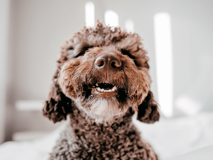 mon chien a mauvaise haleine