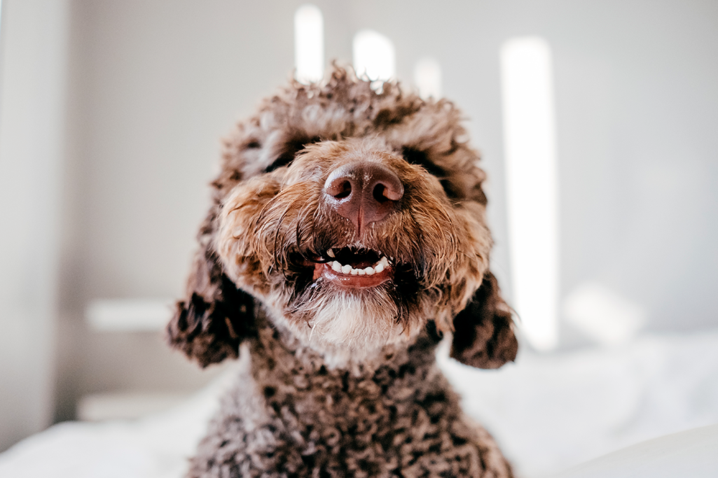 mon chien a mauvaise haleine