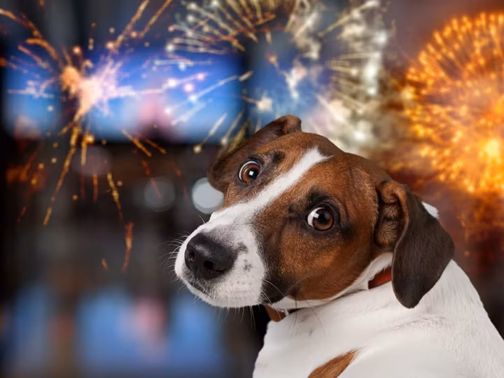 mon chien a peur des feux d'artifice