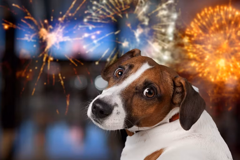 mon chien a peur des feux d'artifice