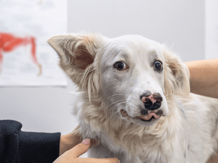 mon chien a peur du vétérinaire