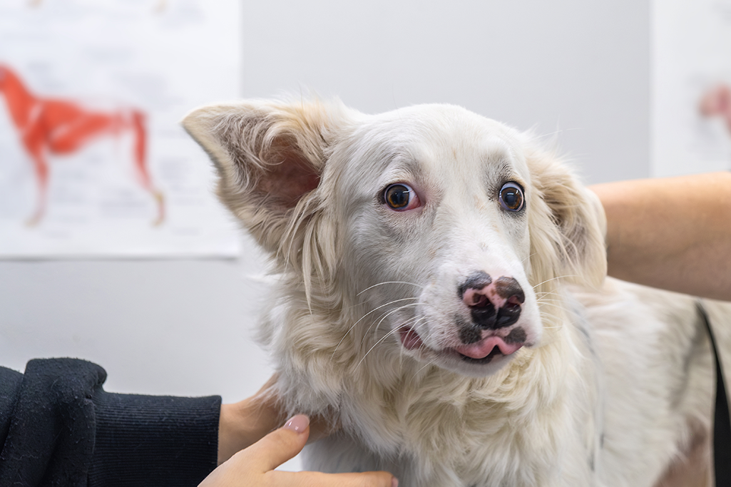 mon chien a peur du vétérinaire
