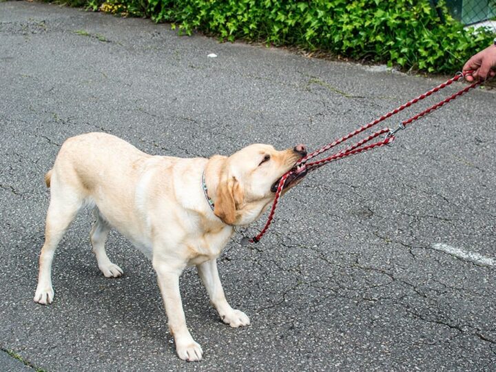 un chien qui mord sa laisse