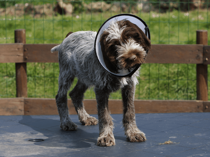 mon chien ne supporte pas la collerette