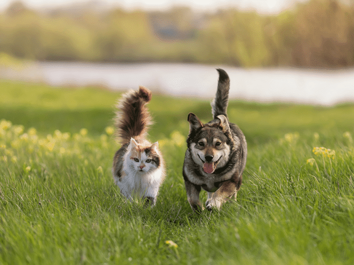 mon chien poursuit mon chat