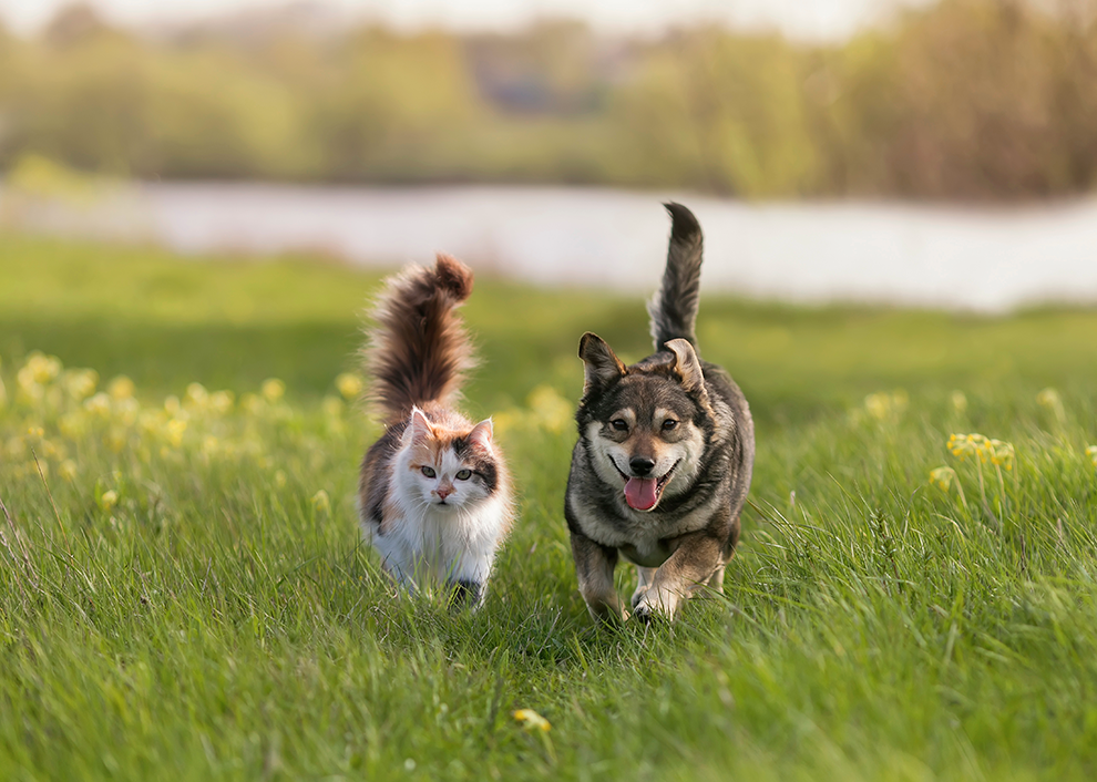 mon chien poursuit mon chat