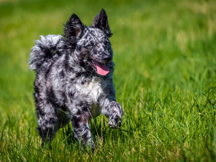 un chien mudi