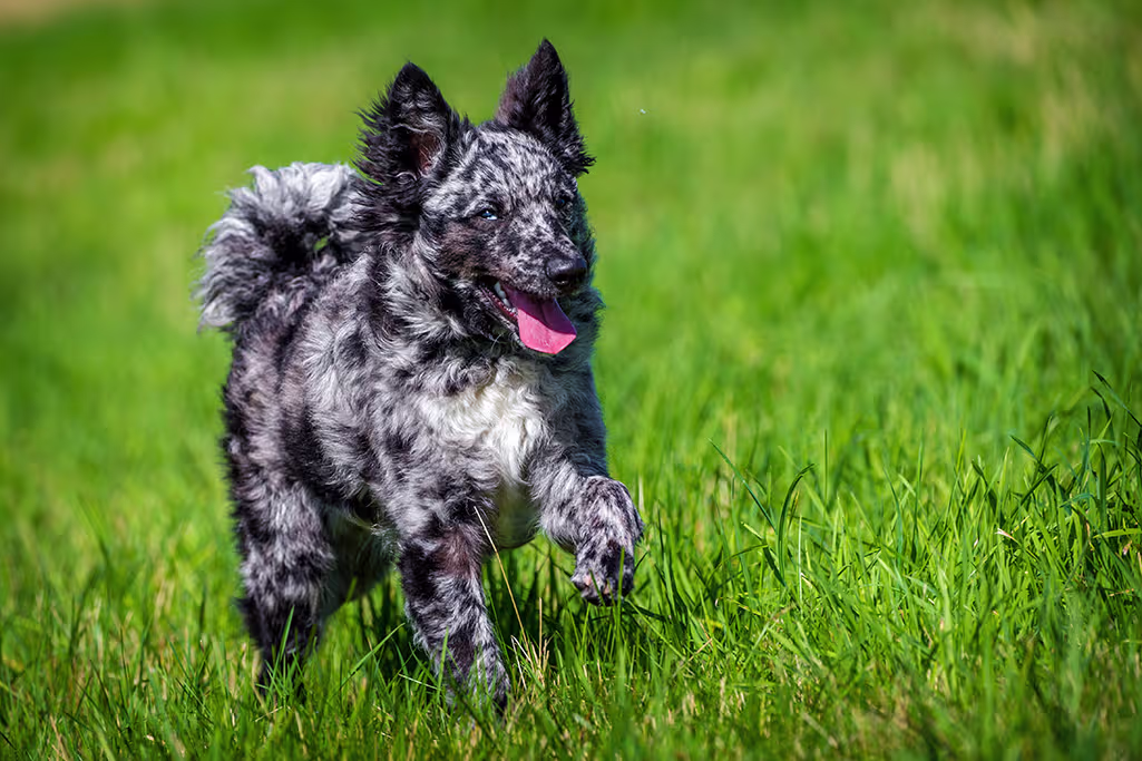 un chien mudi