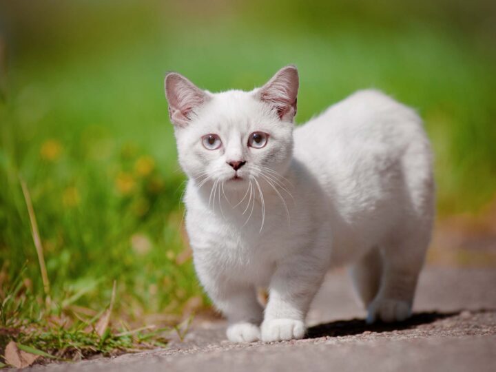 un chat munchkin