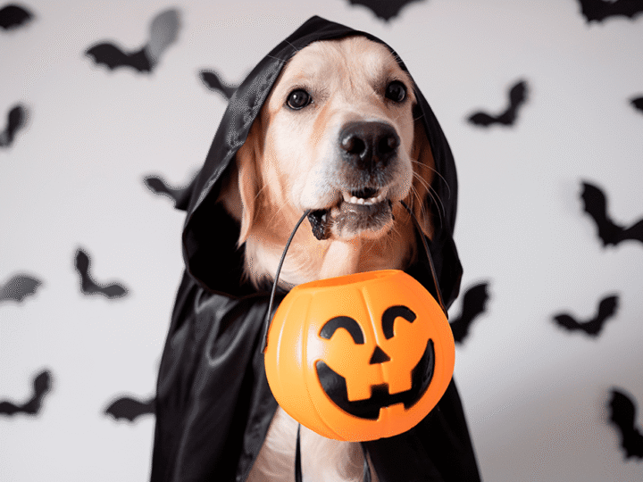 pourquoi ne pas déguiser un animal à halloween