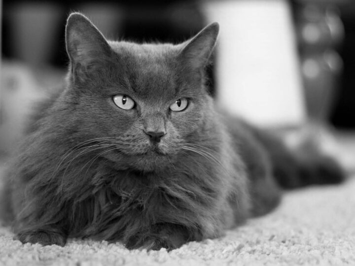 un chat nebelung