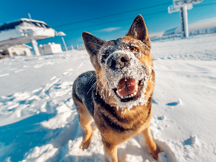 est-ce que la neige est dangereuse pour le chien